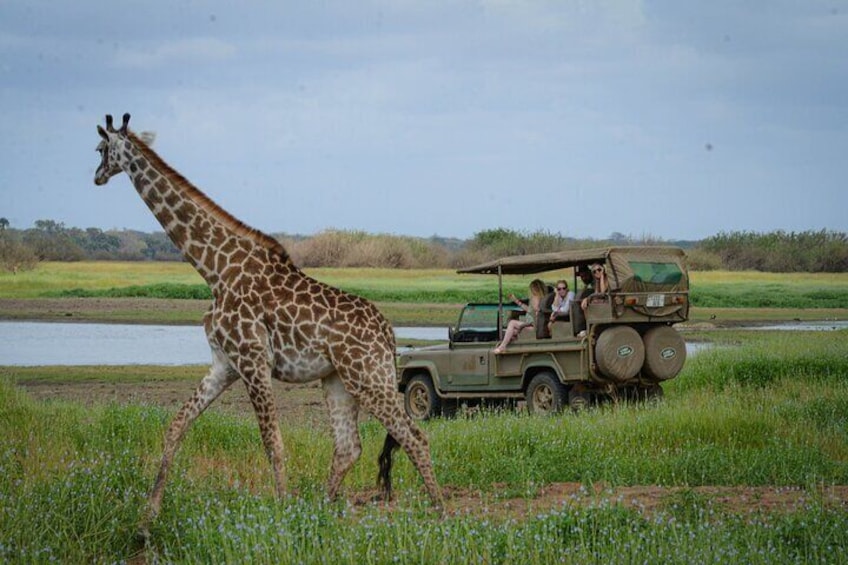 Day Safari Tour Selous Game Reserve