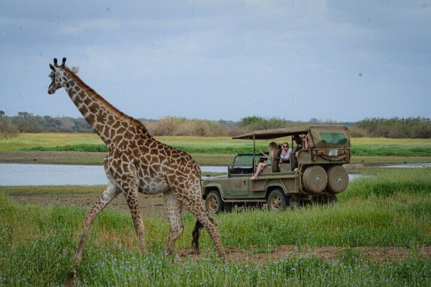 Day Safari Tour Selous Game Reserve