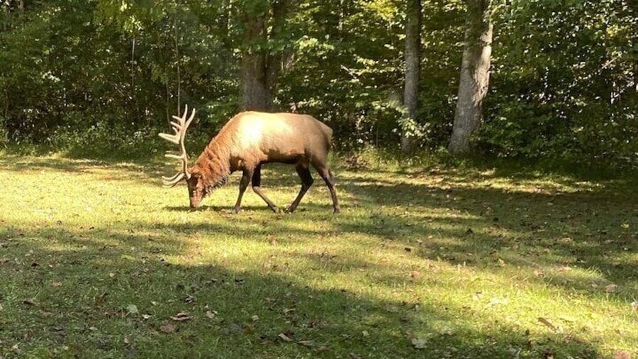 Over the Top Tour in Oconaluftee