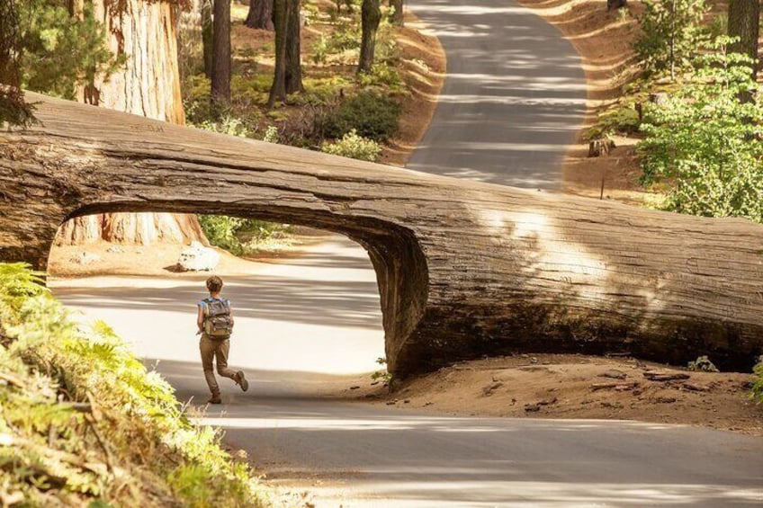 Semi Private Sequoia National Park Tour