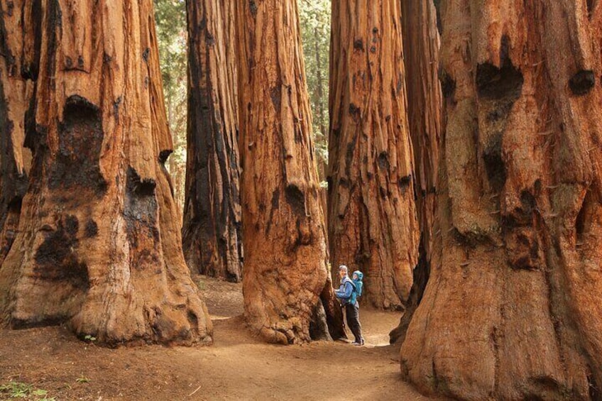 Semi Private Sequoia National Park Tour