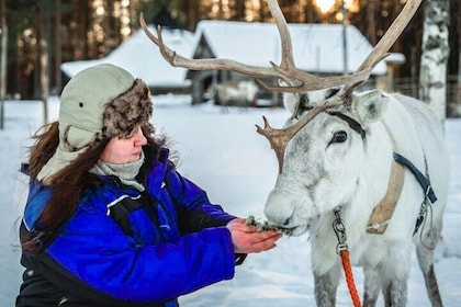 Rentiersafari auf einer 200 Jahre alten Rovaniemi Farm & lange Schlittenfah...