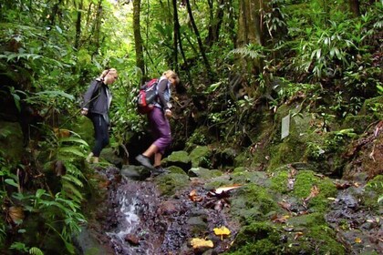 Deshaies Hiking Adventure: Nature, Cocoa & Spices