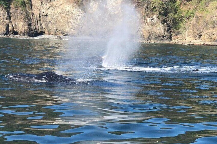 3 Hours of Whale and Dolphin Watching in Puntarenas