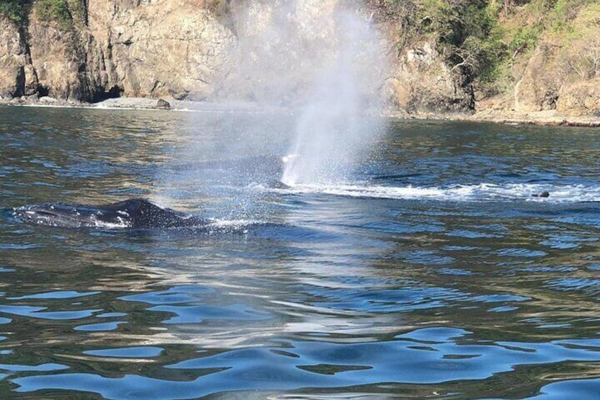 3 Hours of Whale and Dolphin Watching in Puntarenas