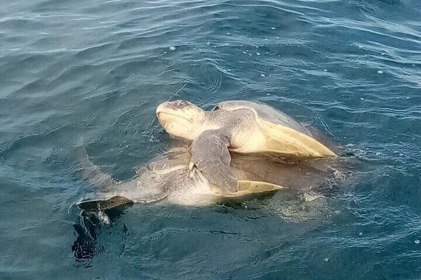 3 Hours of Whale and Dolphin Watching in Puntarenas