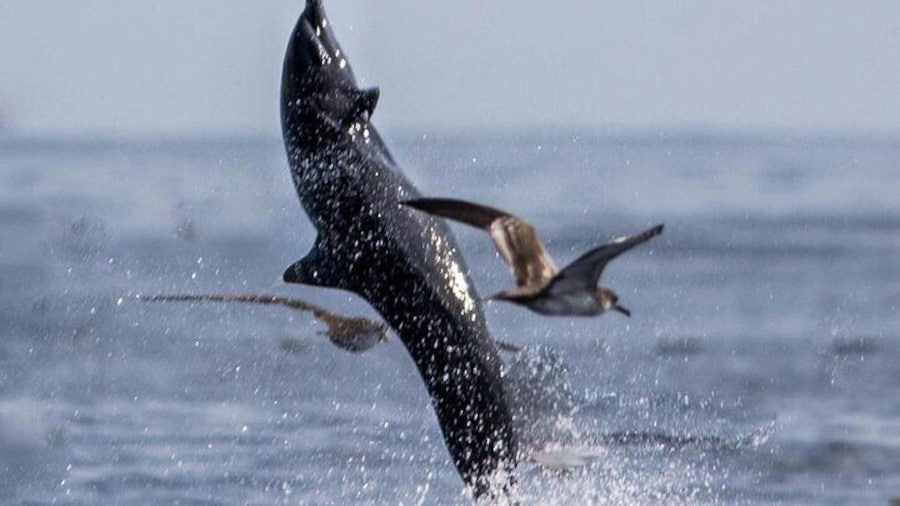 3 Hours of Whale and Dolphin Watching in Puntarenas