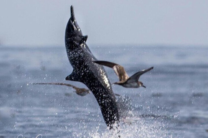 3 Hours of Whale and Dolphin Watching in Puntarenas