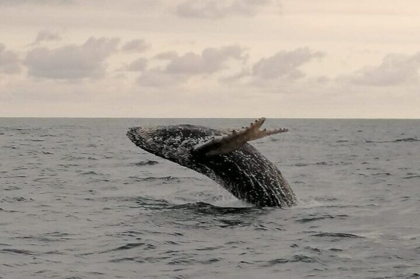 3 Hours of Whale and Dolphin Watching in Puntarenas