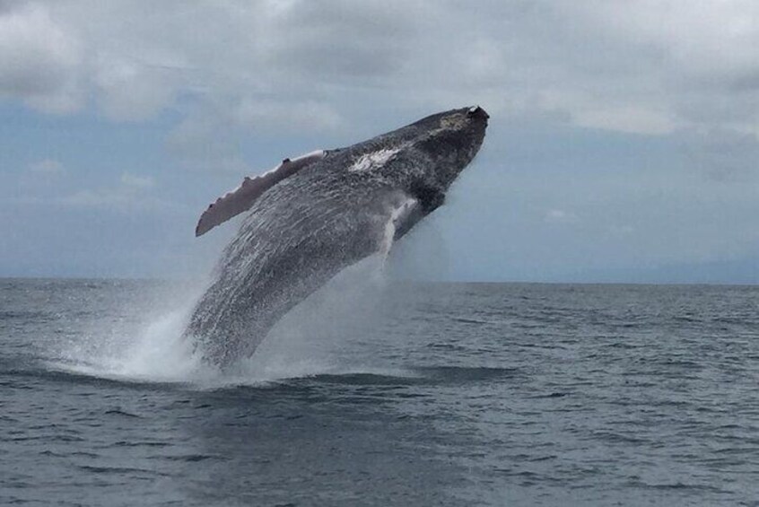 3 Hours of Whale and Dolphin Watching in Puntarenas