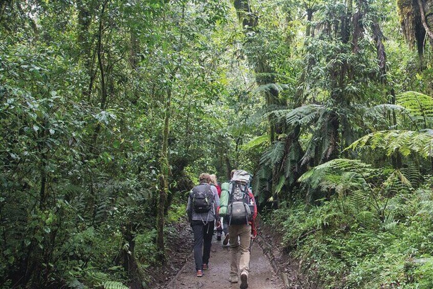 Kilimanjaro Day Hike Through Marangu Route to Mandara Hut