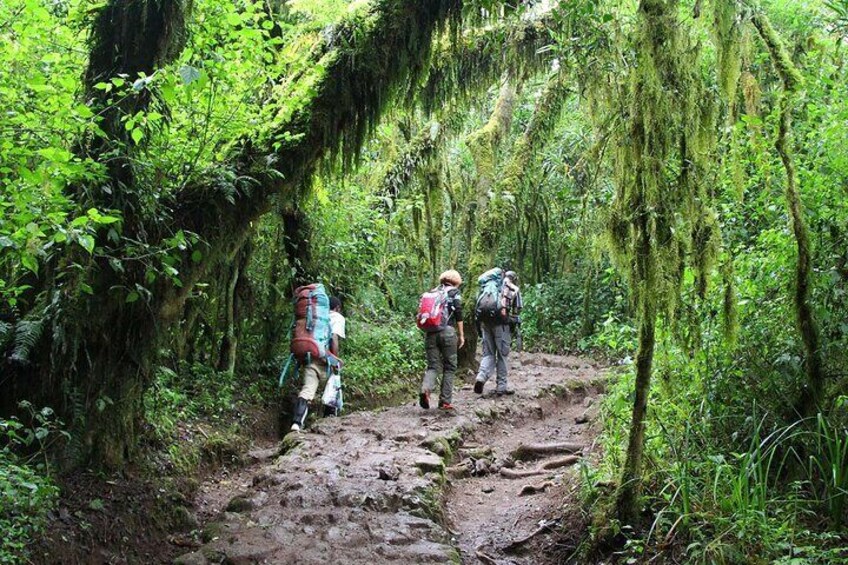 Kilimanjaro Day Hike Through Marangu Route to Mandara Hut