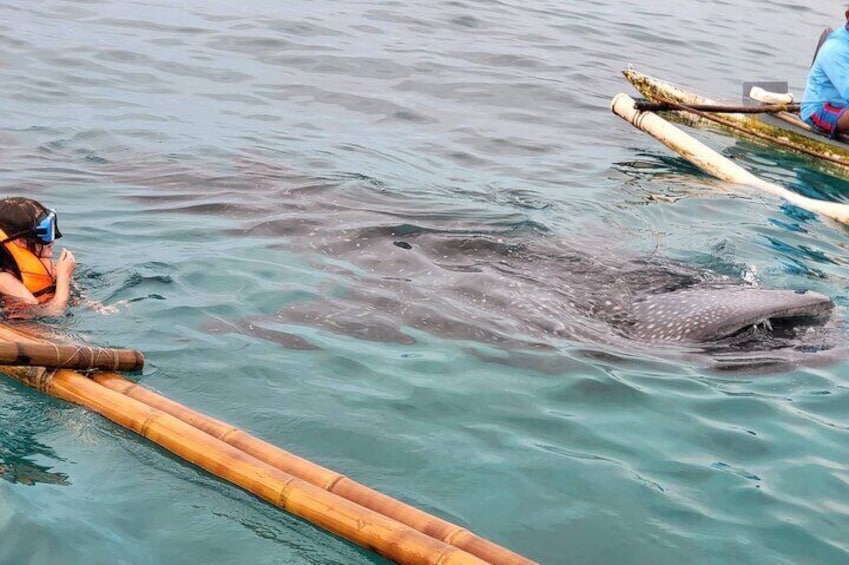 Kid friendly | Swimming with the whalesharks.