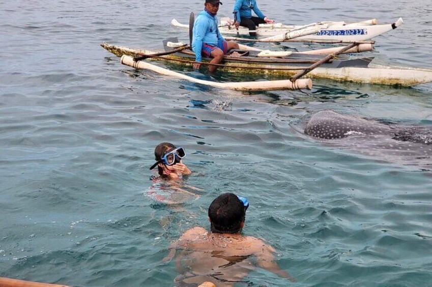 Kid friendly | Swimming with the whalesharks.