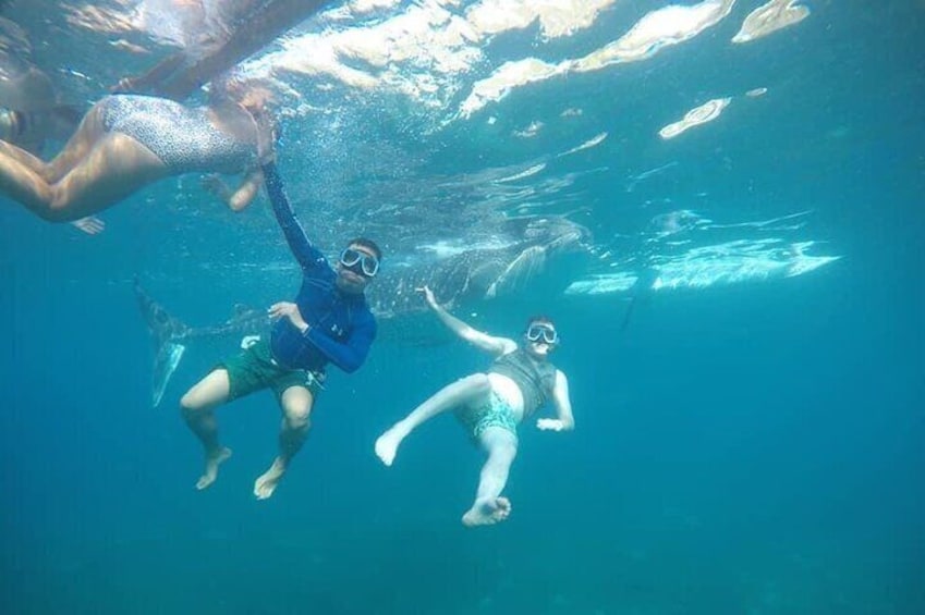 Swimming with the whalesharks.