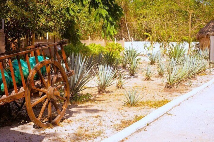 Sabores de Cozumel Park