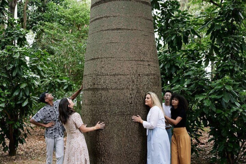 1 Hour Private Cultural Tour of Adelaide Botanic Garden