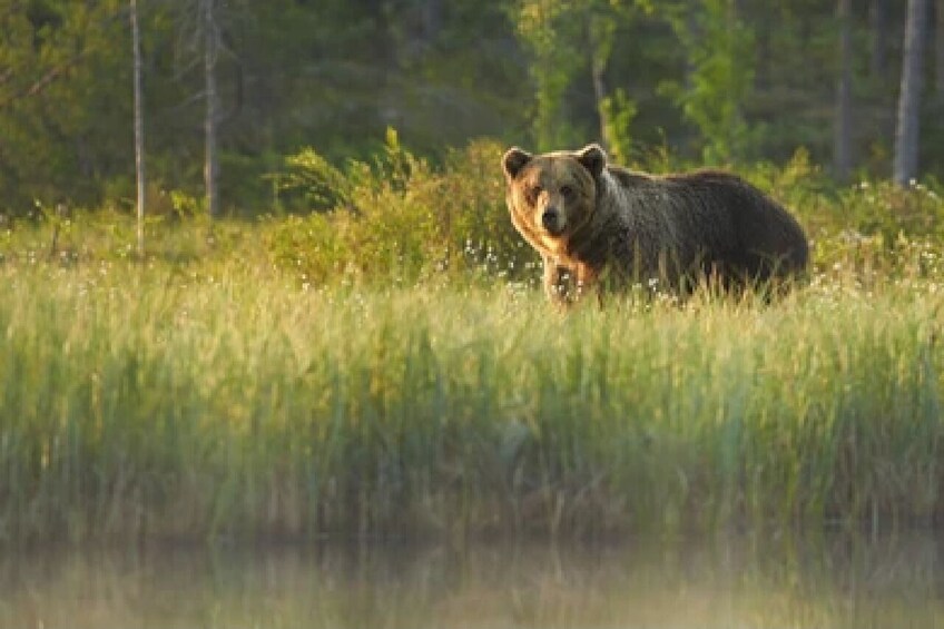 4-Day Wildlife Adventure in Grand Teton & Yellowstone National Parks