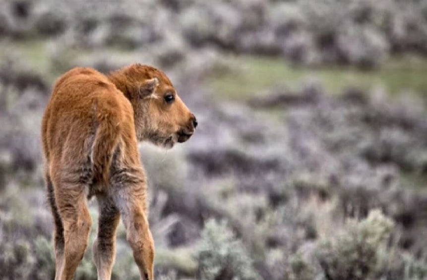 4-Day Wildlife Adventure in Grand Teton & Yellowstone National Parks