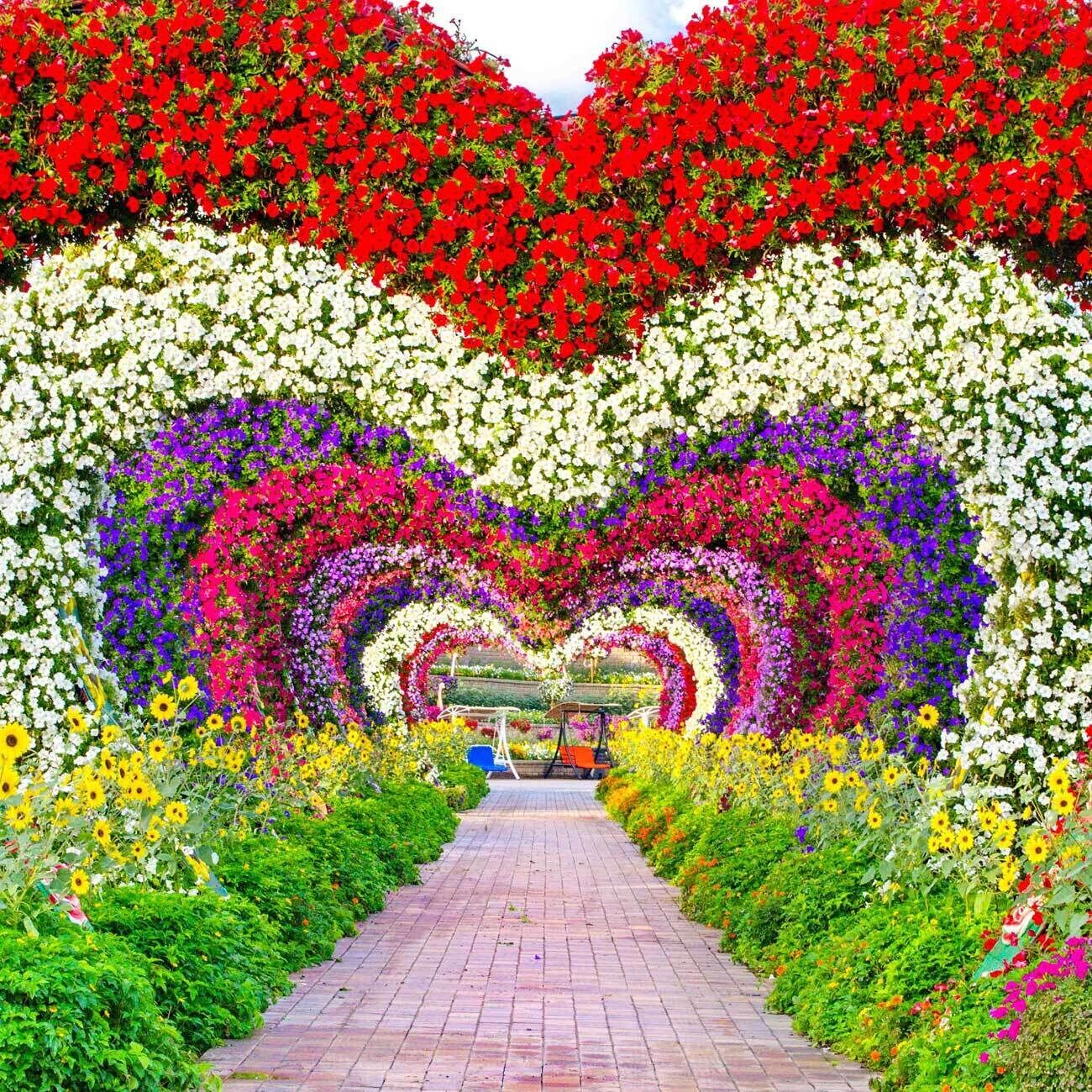 45 millions de fleurs au Dubai Miracle Garden