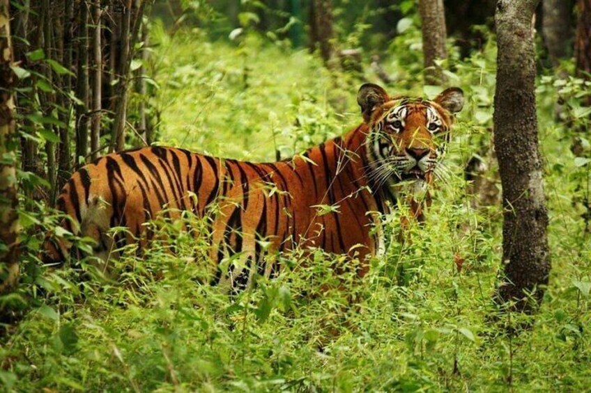3-Day Guided Safari Tour in Chitwan National Park in Nepal