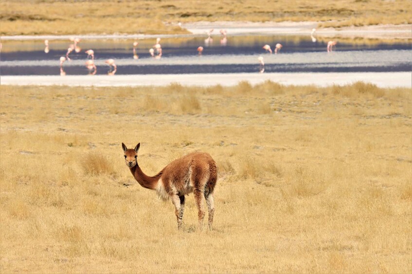 Picture 17 for Activity Highlights of Altiplano in an 4WD Overland Expedition