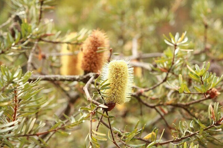 Tasmania Banksia