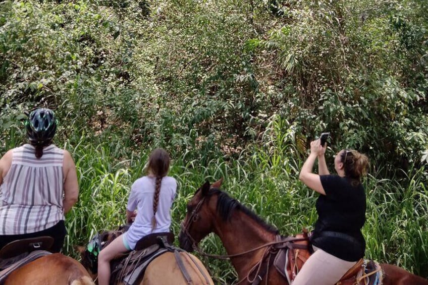 Jaco Horseback Riding Adventure Tours