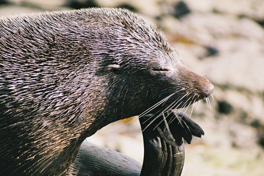 Cruise, Walk, and Sail in Abel Tasman National Park