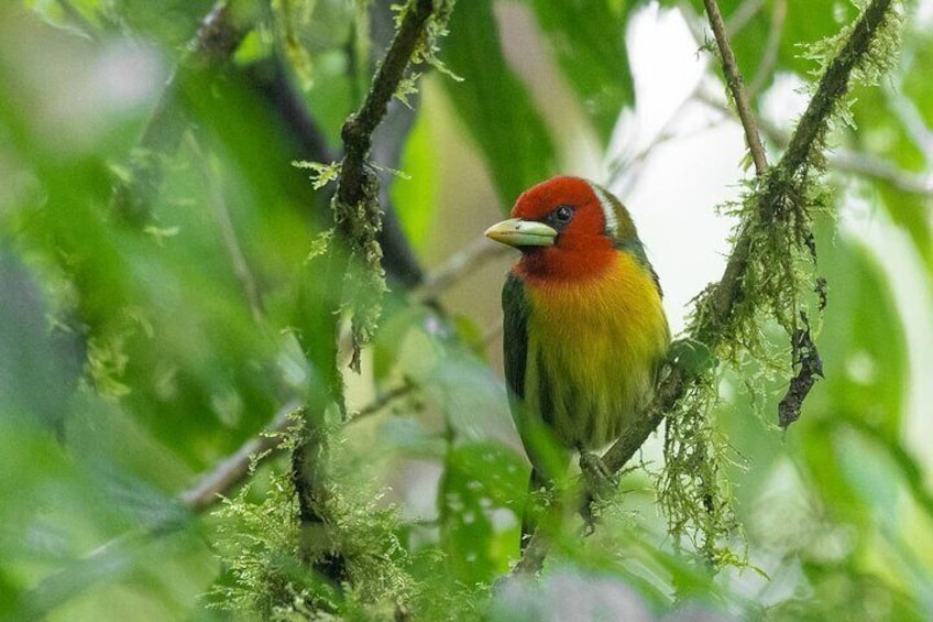 Bird-watching tour in the Cloud Forest Preserve & Curi-Cancha 
