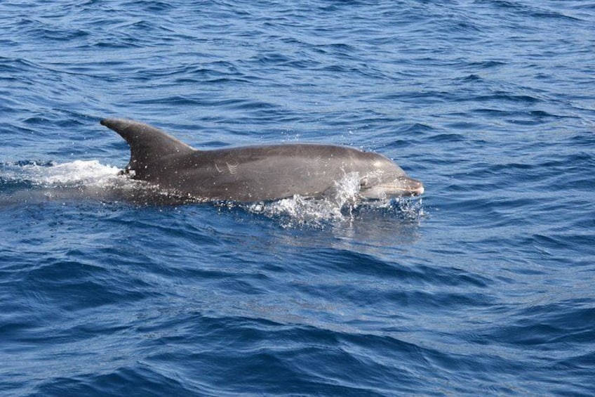 Free bottlenose dolphin 