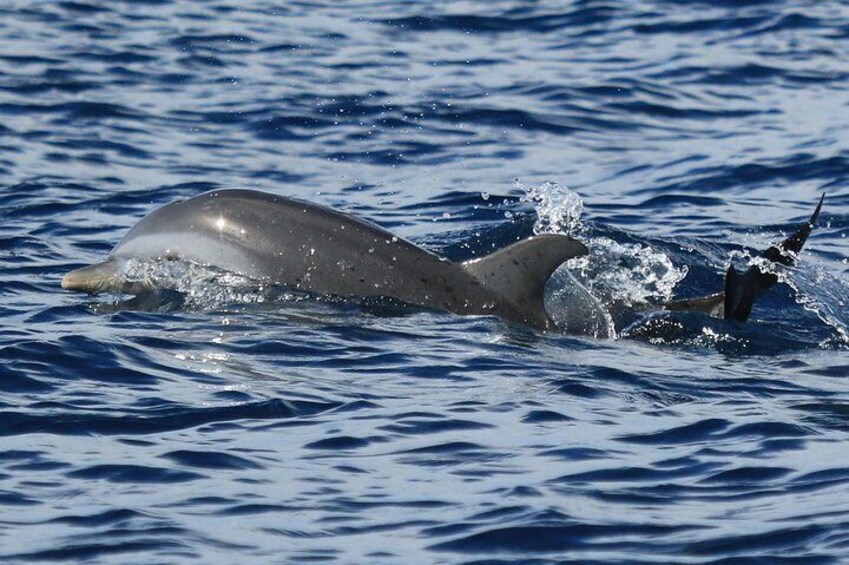 pantropical spotted dolphins