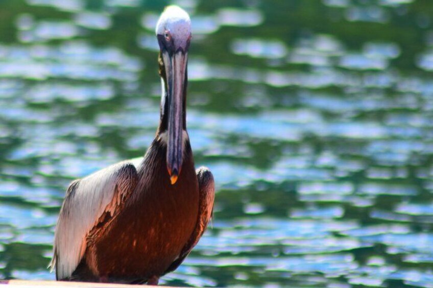 young brown pelican 