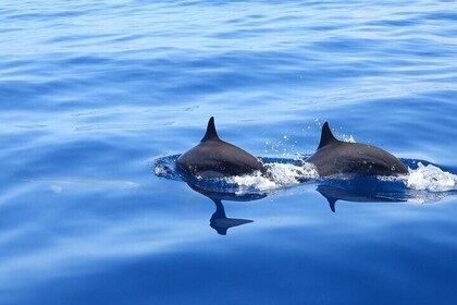 La observación de delfines en Martinica