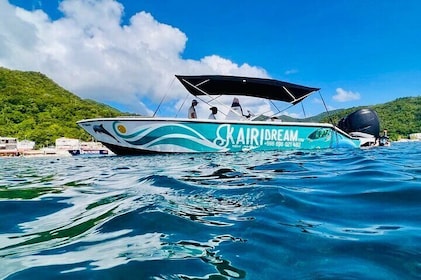 Dolphin's Watching Martinique