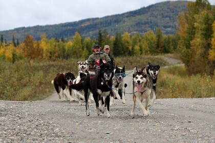 1 Hour Dog Sled Cart Ride with Guide