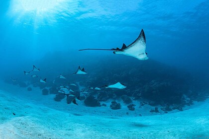 Privat båd til dit romantiske dyk på Bora Bora