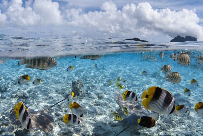 Picture 3 for Activity Private Boat for your Romantic Dive in Bora Bora