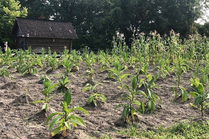 Sweet tobacco and cotton