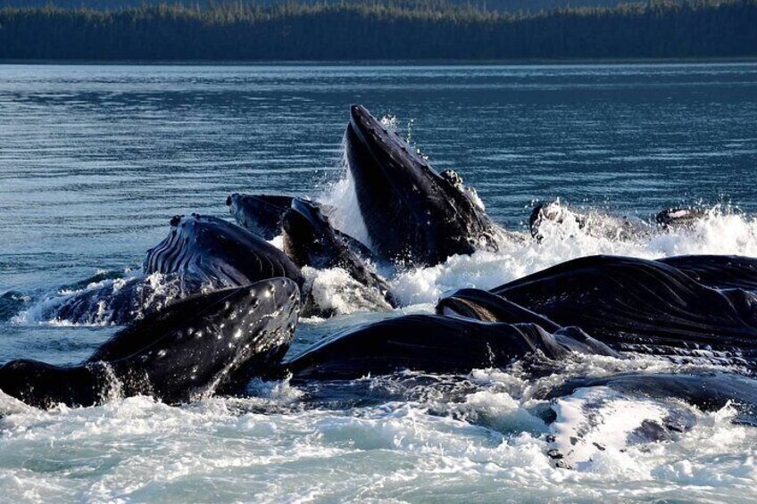 Icy Strait Whale & Wildlife Endeavor