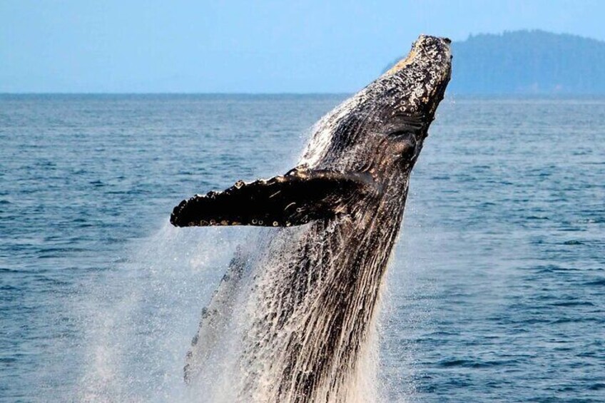 Icy Strait Whale & Wildlife Endeavor