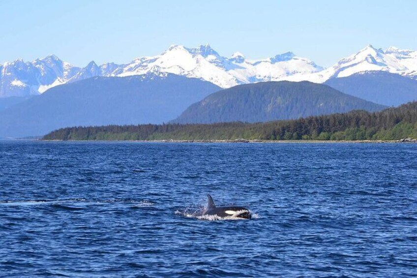 Icy Strait Whale & Wildlife Endeavor
