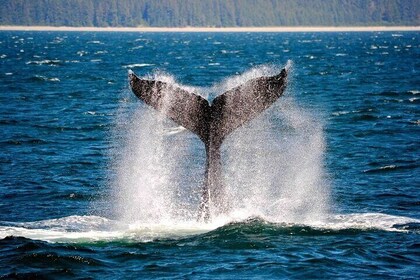 Icy Strait Whale & Wildlife Endeavour