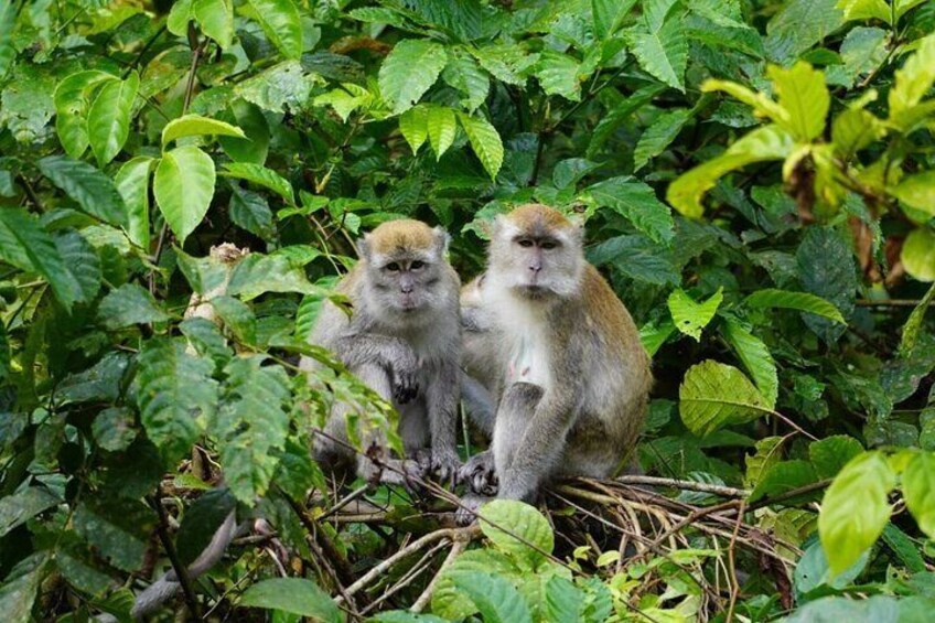 Wonderful 2Days 1Night Bukit Lawang Jungle Trekking Free Rafting