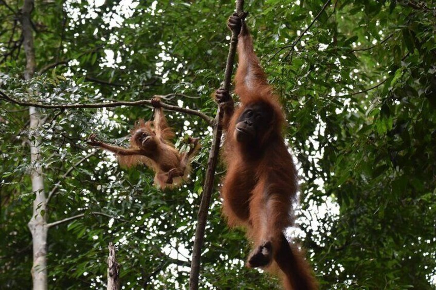 Wonderful 2Days 1Night Bukit Lawang Jungle Trekking Free Rafting