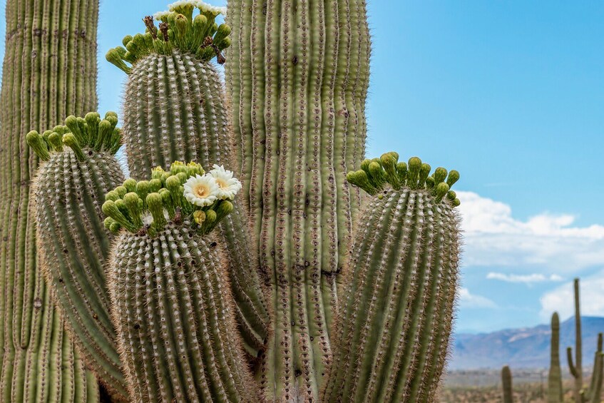 Saguaro East National Park Self – Guided Driving Tour