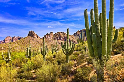 Beleef Saguaro East NP: GPS-audiotour met gids