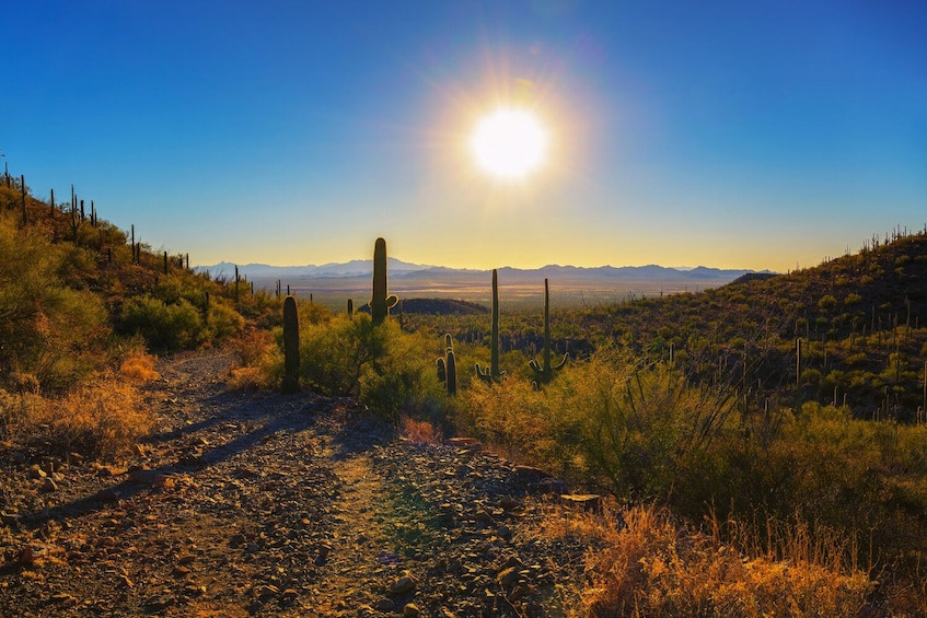 Saguaro East National Park Self – Guided Driving Tour