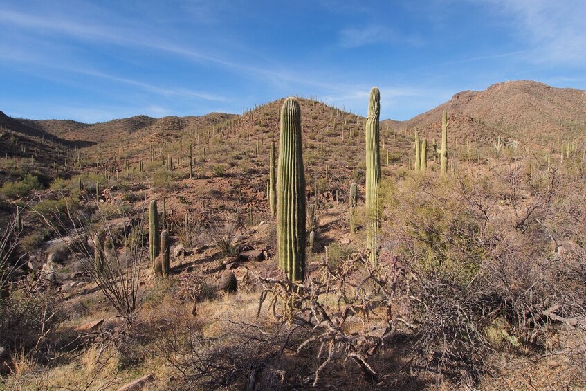 Saguaro East National Park Self – Guided Driving Tour