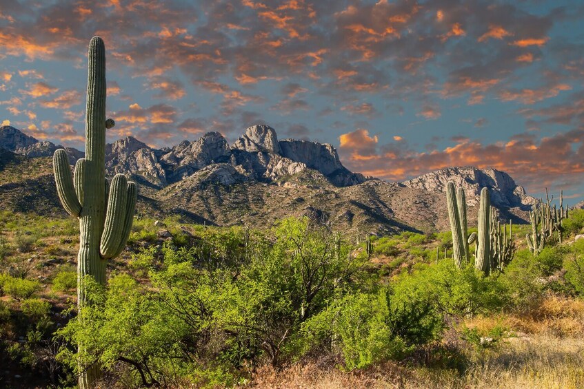 Saguaro East National Park Self – Guided Driving Tour